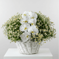 Serene Orchid & Daisy Basket - karazflowers.ae