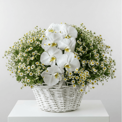 Serene Orchid & Daisy Basket - karazflowers.ae